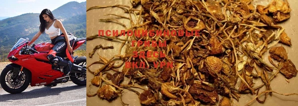 PSILOCYBIN Новокубанск