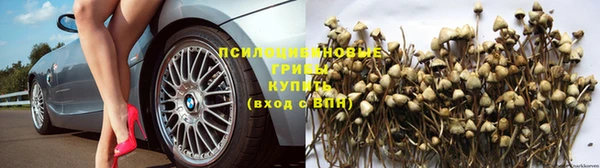 индика Алзамай
